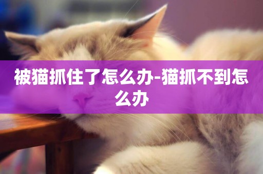 被猫抓住了怎么办-猫抓不到怎么办